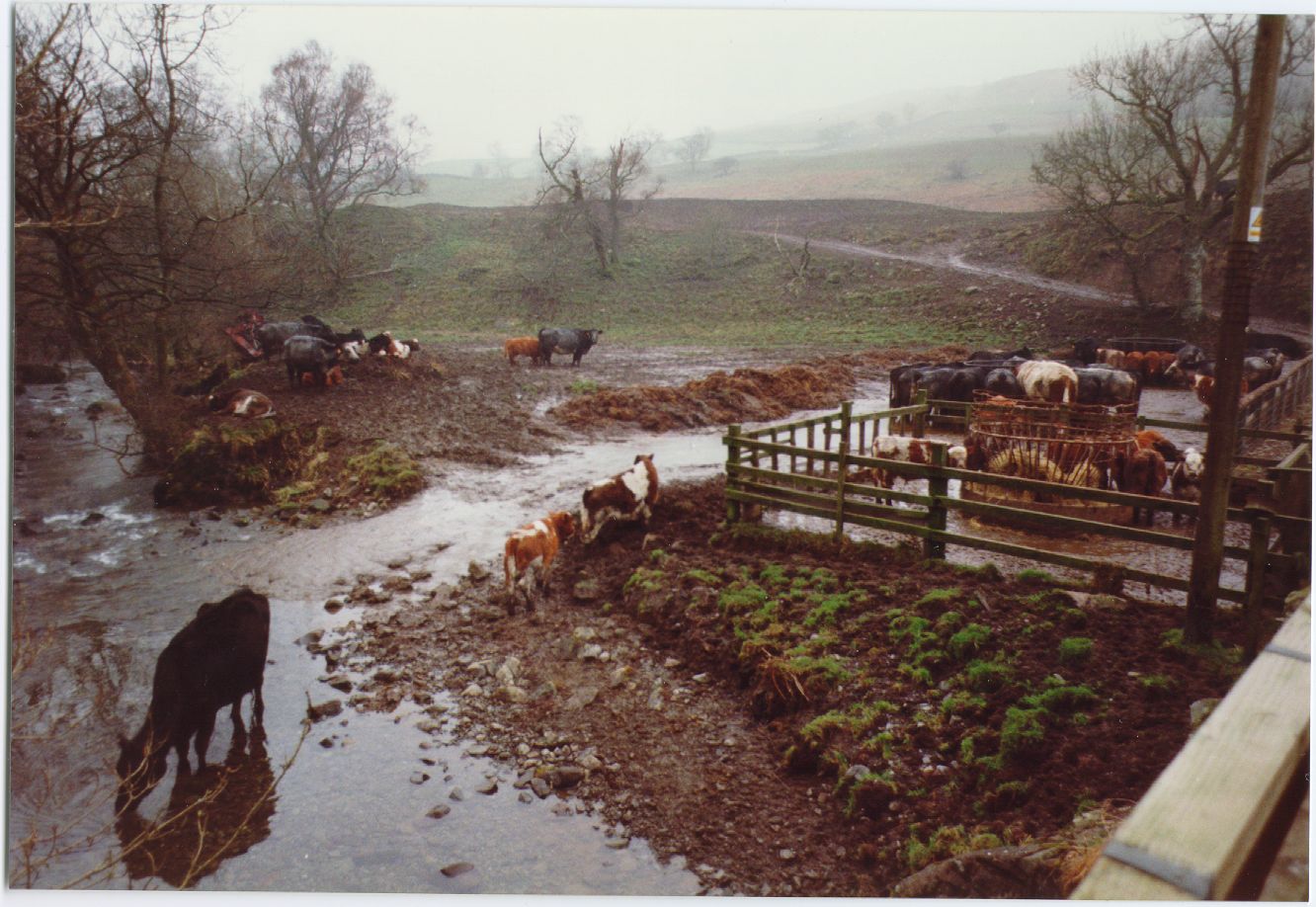 Cattle poaching at Kilnmark