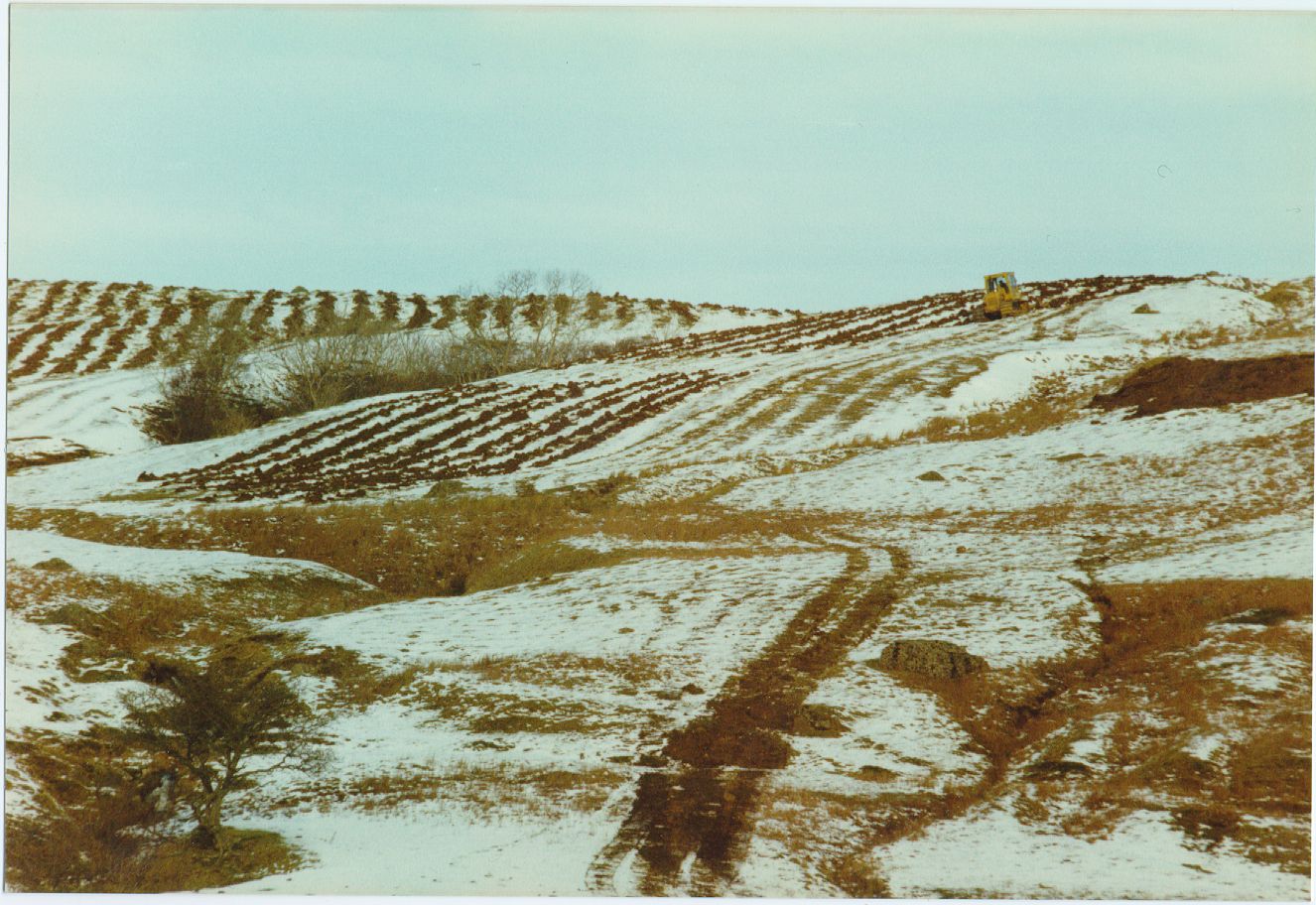 New rigs replace the old on Pinzarie Hill, as the forestry machine ploughs new furrows into the Mediaeval rigs in January 1987